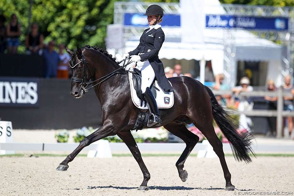 Schockemöhle Dressage Stallion Fursten-Look Standing at Stallion AI Services